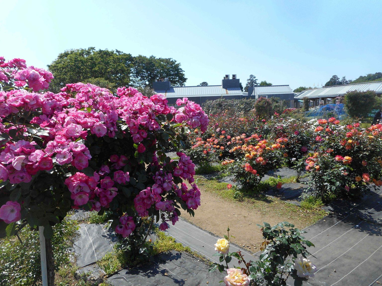 施設周辺の広大な庭園。ピンク・オレンジ色の花々が咲く四季折々の景観